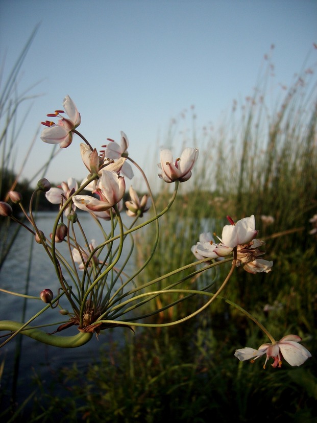 Flora Delta Dunarii