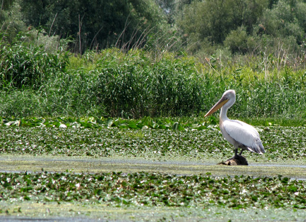 pelican delta dunarii