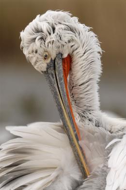 pelicanul cret din delta dunarii