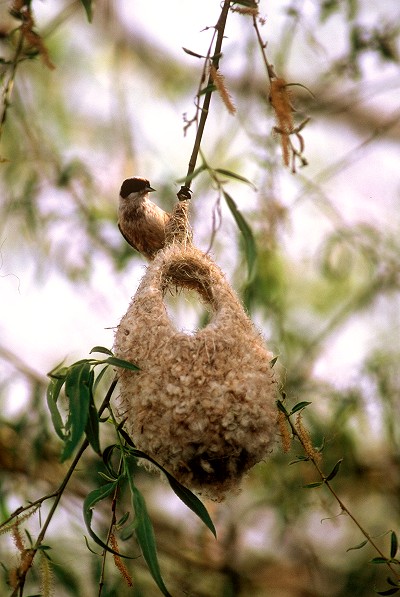 Fauna Deltei Dunarii
